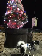 備北丘陵公園を犬と散歩（1）