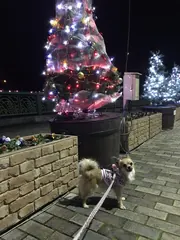 備北丘陵公園を犬と散歩（2）