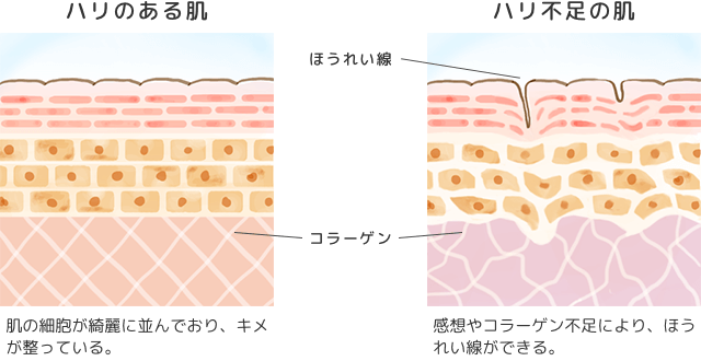 肌のハリ不足