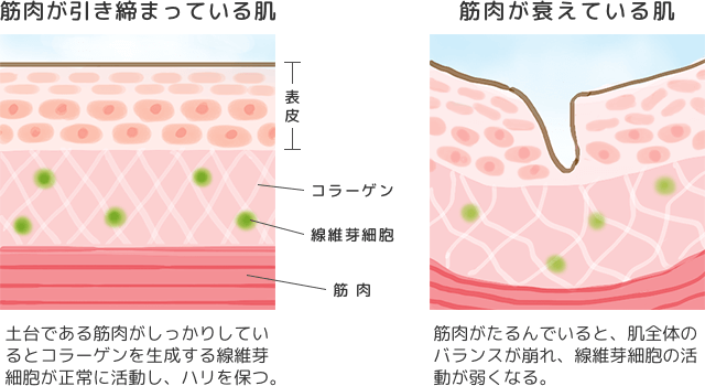 筋肉量の低下