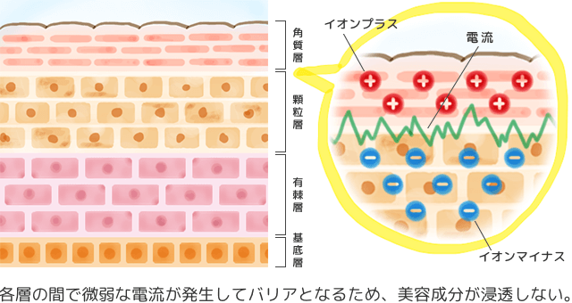 肌の構造