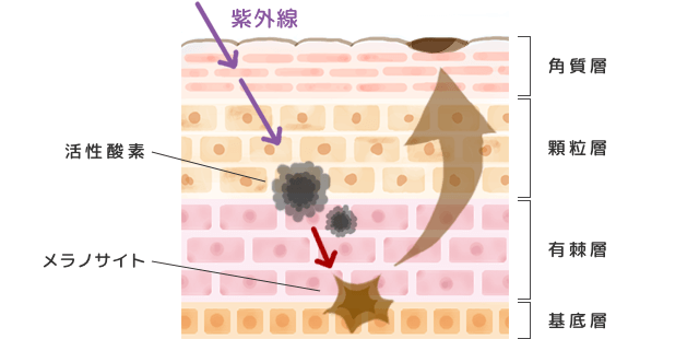 シミのメカニズムの解図