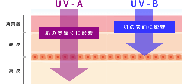 紫外線によるメラニンの生成の解図