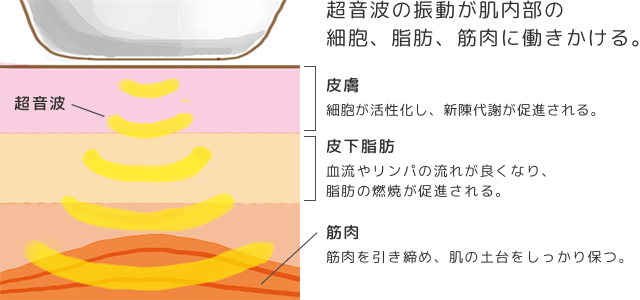 超音波美顔器の振動を利用したマッサージ効果の解図